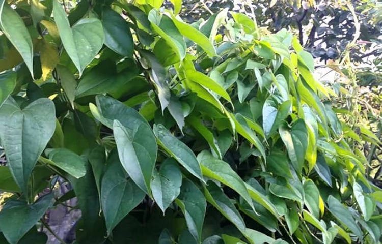 Hoài Sơn (Củ Mài, Sơn Dược - Dioscorea persimilis)